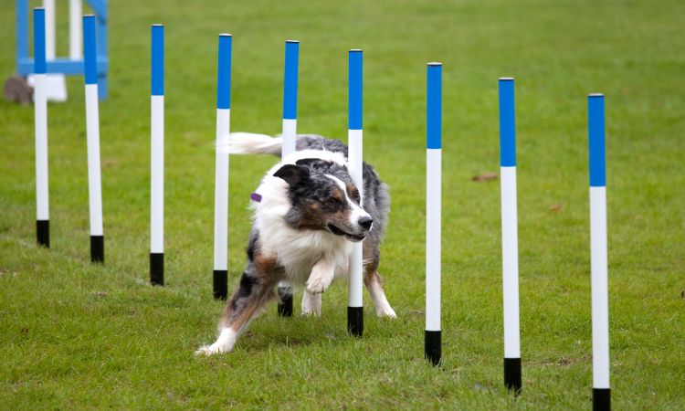 Descubre el agility y las ventajas de este deporte para tu amigo canino