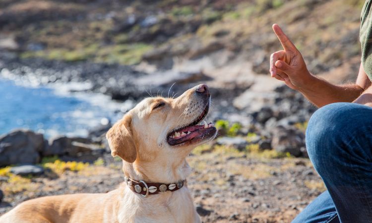 Descubre las técnicas de obediencia canina básicas para adiestrar a tu perro