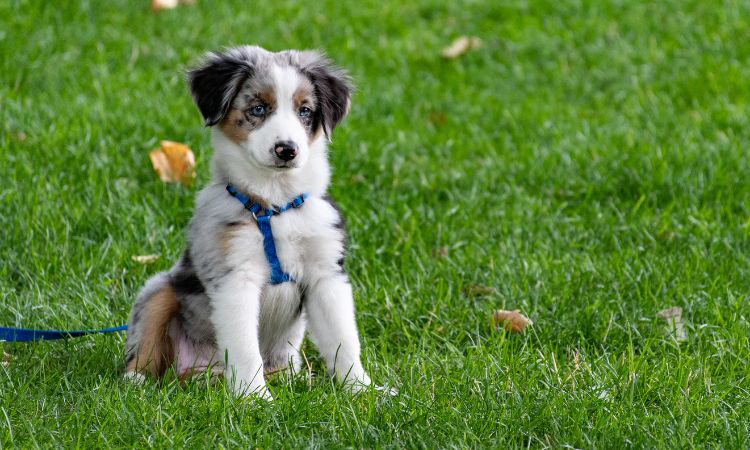 descubre los factores que intervienen en la psicología canina