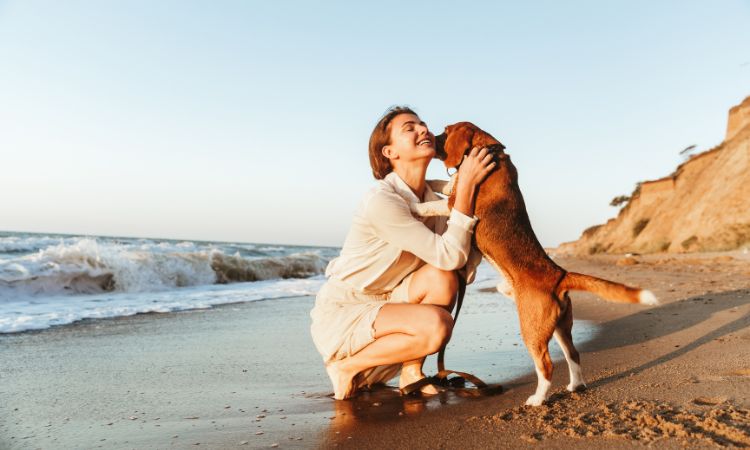 Cómo aplicar el refuerzo positivo en perros